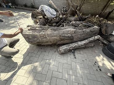 Лес кругляк: Стволовые заготовки из твёрдой древесины (спиленное дерево) - Крупный — 4