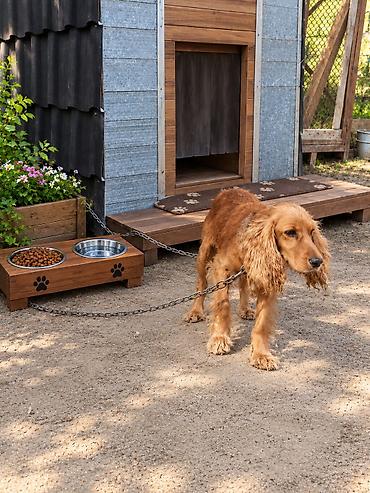Миски для воды и еды: Spaniel erkək 3 yaş təcili satılır. Ünvan Maştağa qəsəbəsi. Real — 1
