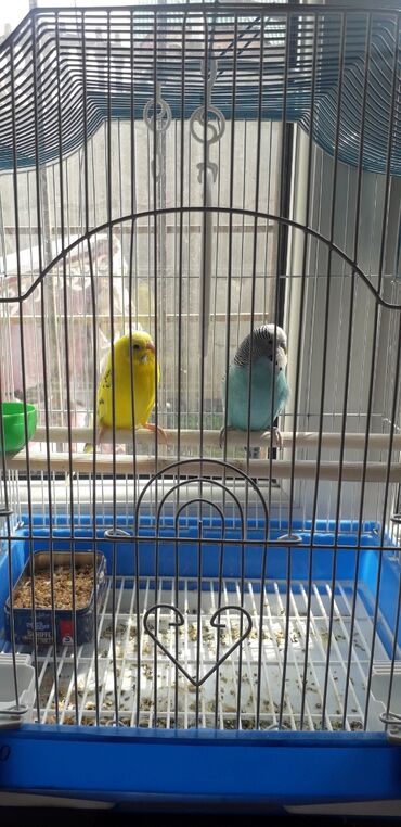 волнистый попугай с хохолком: Волнистые попугаи с клеткой, пара мальчик и девочка