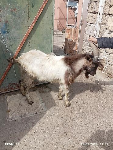 keci heyvan: Məhsul: Qoyun-keçi təsərrüfatı üçün keçilər Təsvir: - Şəkillərdə uzun — 10