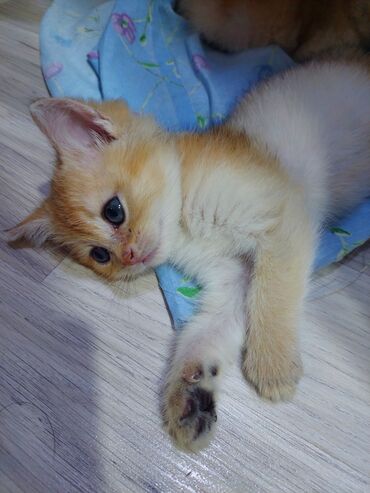 Pişiklər: Qızıl şinşilla, Erkək, Dişi, Yaxşı əllərə, Ünvandan götürmə -da lalafo.az — 7 Pişiklər: Qızıl şinşilla, Erkək, Dişi, Yaxşı əllərə, Ünvandan götürmə — 7