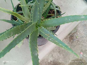 otaq arakesmeleri: Aloe vera (sukkulent) – iri plastik dibçəklə birlikdə - Bitki: Aloe — 4