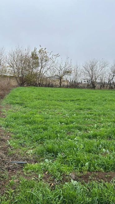 Torpaq sahələrinin satışı: 8 sot, Tikinti, Maklerlər narahat etməsin, Kupça (Çıxarış) — 4
