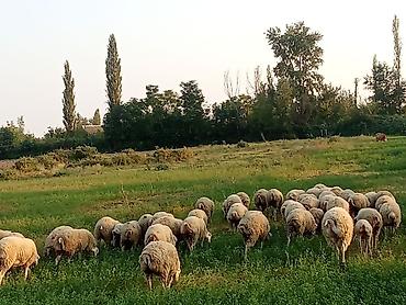 ineklerin satisi: Beyləqan sorrtdu 55 heyvandir satılır bele kiməsə maraqlı olsa — 4