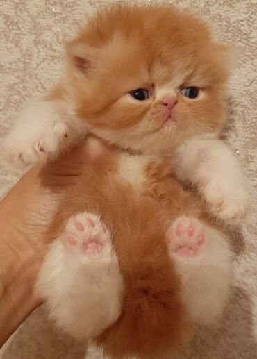 Pişiklər: Dişi, Erkək, Yaxşı əllərə, Ünvandan götürmə -da lalafo.az — 27 Pişiklər: Dişi, Erkək, Yaxşı əllərə, Ünvandan götürmə — 27