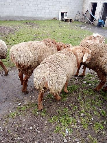 Баран, овца: Продаю | Баран (самец) | Для разведения — 3