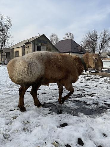 Баран, овца: Продаю | Баран (самец) | Арашан | Для разведения | Осеменитель — 3