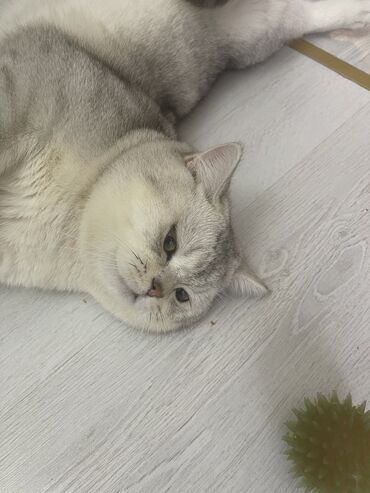 Pişiklər: Şinşilla, Erkək, Cütləşmə üçün -da lalafo.az — 4 Pişiklər: Şinşilla, Erkək, Cütləşmə üçün — 4