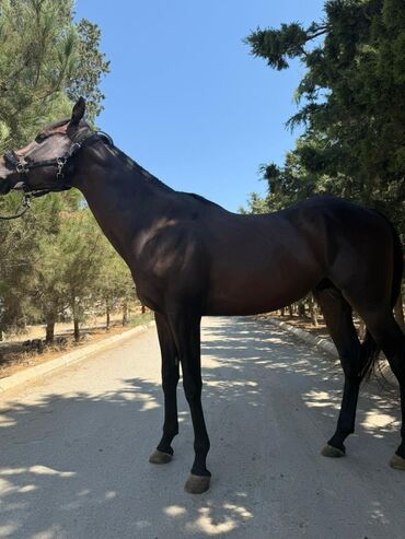 Atlar: Temiz qan Ingilis atidir .Pasportlu.boy 1.80 sm.Atasi meshur — 2