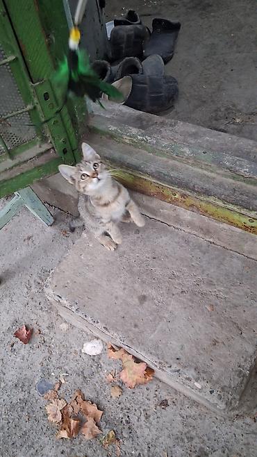 котята в караколе: Котята, домашние, игривые. Описание: - Возраст: примерно 3–4 месяца — 4
