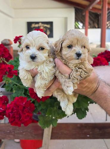 stenci maltezera: Savrseni maltipoo bebani spremni su za preuzimanje. Jako malog rasta — 1