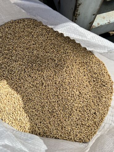 семена экспорсет: Ячмень «Гелиос» для семян 2 репродукция в количестве 2 тонны