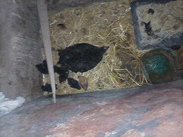 продаю музоо торпок корова самка бык самец айрширская ангус алатауская на забой для разведения на откорм племенные нетель привязанные: Продаю | Цыплята | Домашняя