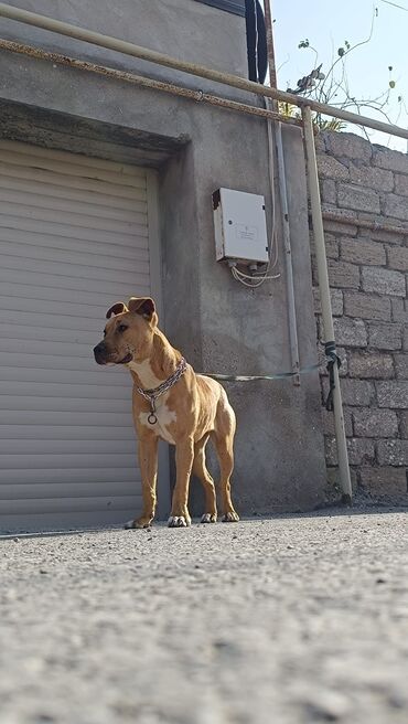 İtlər: 9 ay, Dişi, Peyvəndli, Ünvandan götürmə -da lalafo.az — 1 İtlər: 9 ay, Dişi, Peyvəndli, Ünvandan götürmə — 1