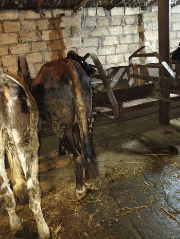 породистые кошки в добрые руки: Dişi, Simental, il: 1, Damazlıq, Ətlik, Ünvandan götürmə