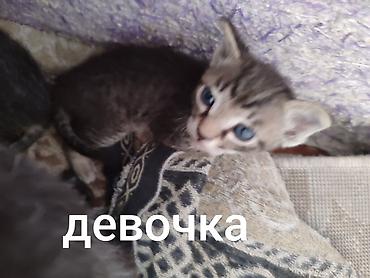 каракол животных: Бронь, бронь! выставляются на бронь 2 котёнка, породы сфинкс. Котята — 2