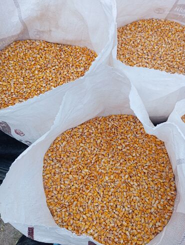 корм животным: Продаю кукурузу, 2,5 тонна