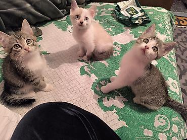 коты бесплатные: Беспородная, 3 месяца, Мальчик, Приучена к лотку — 2