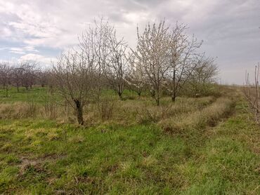 Torpaq sahələrinin satışı: Kənd təsərrüfatı — 11