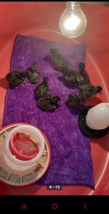 Xoruzlar: Xoruz, il: 1 -da lalafo.az — 4 Xoruzlar: Xoruz, il: 1 — 4