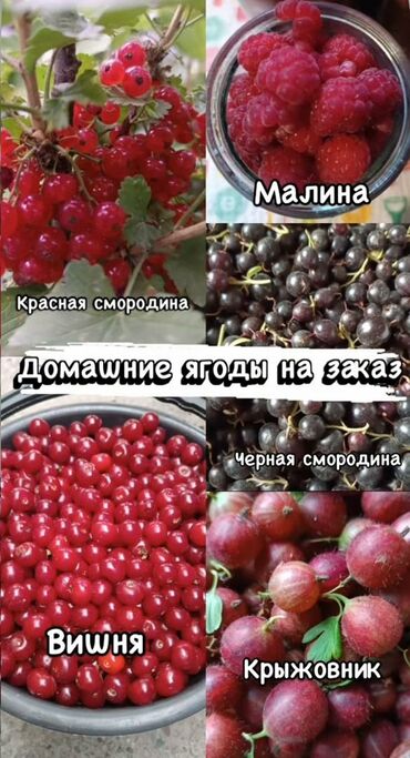 икра форели в ястыках: Ягоды на заказ малина 150 сом/банка вишня 100 сом/кг крыжовник 250