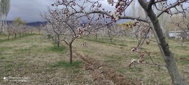 Продажа участков: 450 соток, Для сельского хозяйства at lalafo.kg — 17 Продажа участков: 450 соток, Для сельского хозяйства — 17