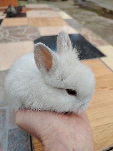 Gəmiricilər: Dekorativ karlik dovşanlar.1 aylıq — 6