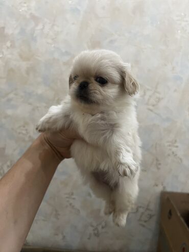 haski balalari satilir: Pekines, 1 ay, Dişi, Ünvandan götürmə