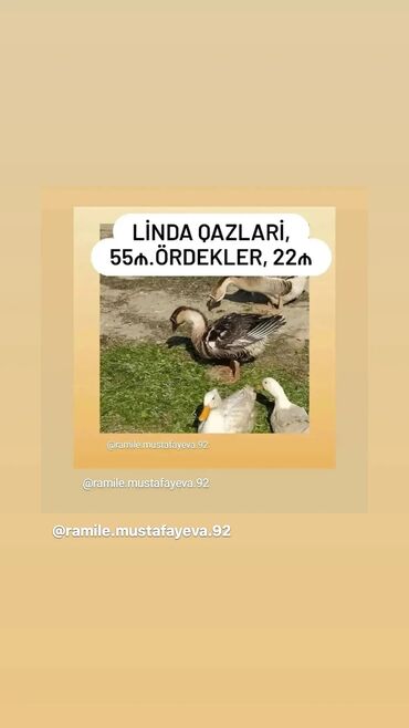 ordek satisi: Lal, danısanda linda qazları var