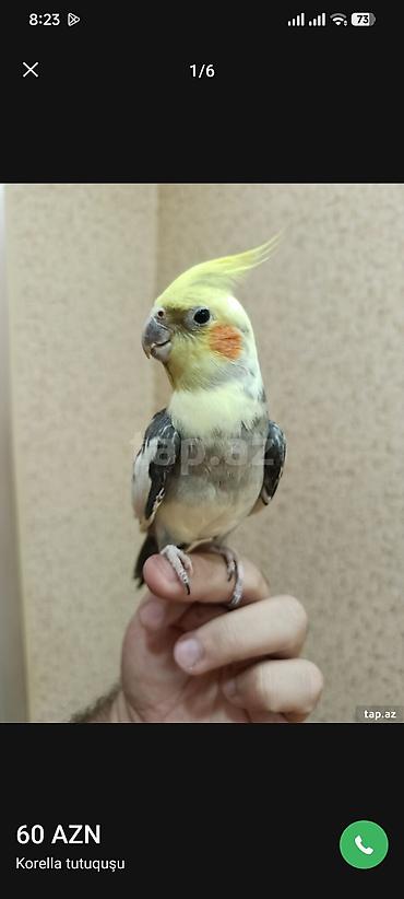 Salam 1 yaş 5 ay olar erkekdi əl qusudu aşqim cici quş babaci .bir