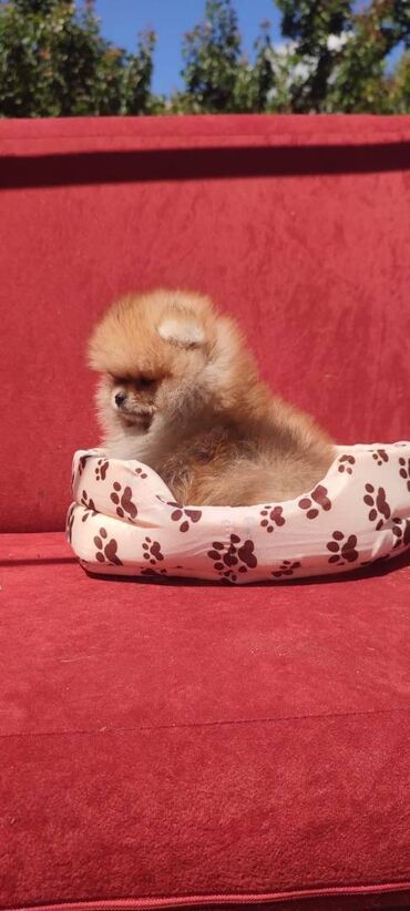 krevet za macke: Dostupni prelepi štenci pomeranaca. Strucno odgajani uz nadzor