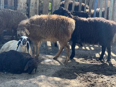 Животные: В селе Бостери,г Чолпон-Ата продаются бараны-барашки