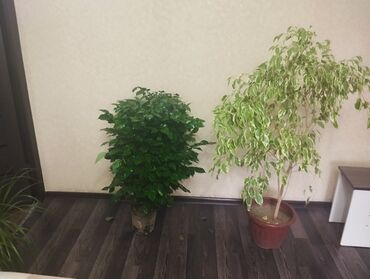домашнее дерево: Комнатное растение с пышной зеленой листвой, подходящее для украшения