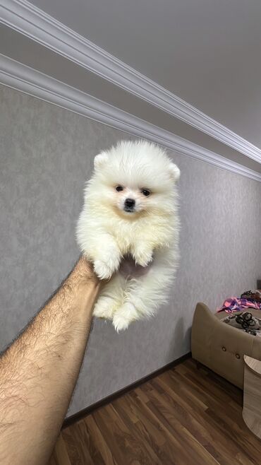 İtlər: Şpitz, 2 ay, Erkek, Peyvəndli, Ünvandan götürmə — 16