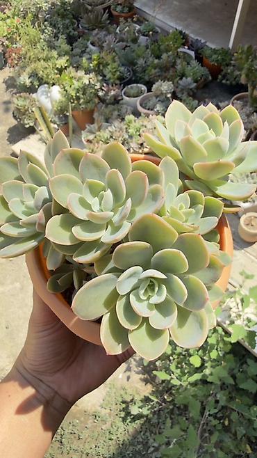 zire bitkisi: Sukkulent (Echeveria tipli rozetli bitki) – saxlamağı asan, dekorativ — 1