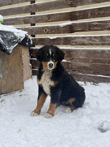 Продажа собак: Бернский зенненхунд, 6 месяцев, Самец, С прививкой — 3