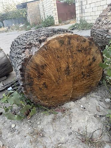 2 ci əl yolka: 🌳 ƏSL PALID KÖTÜKLƏRİ SATILIR! 🌳 Belə kötüklər hər yerdə tapılmır! — 3