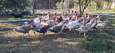 hinduşka: Məhsul: Hinduşka sürüsü (müxtəlif rəng və çalalarda) qiymət razılaşma — 8