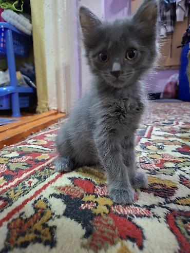 дом для котят: Отдаю котят в добрые руки 1 мальчик звать Кексик возраст четвёртый — 10