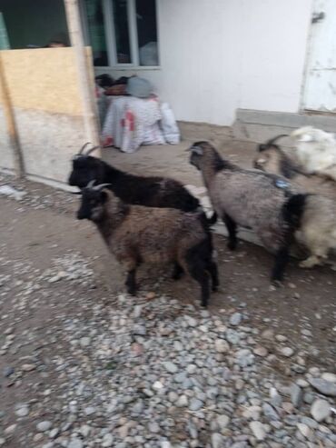 Козы, козлы: Продаю | Коза (самка) | Полукровка | Для разведения — 5