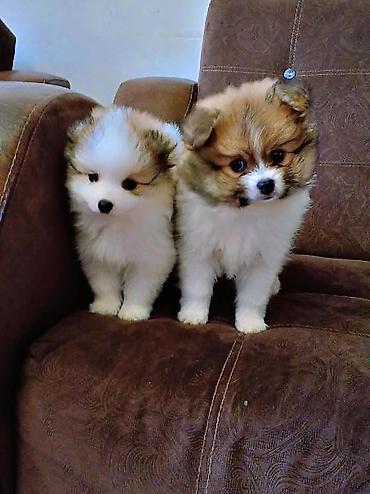 Зоотовары: Pomeranian (Spitz) balaları – miniatür, tüklü və çox şirin 1 ay 20 — 2