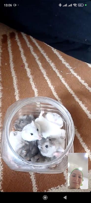 hamster qiymetleri: Hamsterlər – cırtdan növ (cütdən və ya ayrı-ayrılıqda) 30 ədətdi - — 1