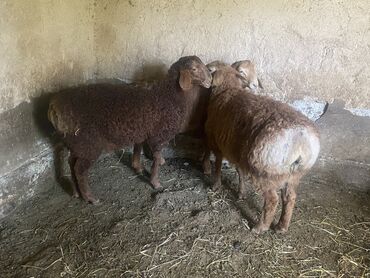 Бараны, овцы: Продаю | Баран (самец) | Гиссарская, Полукровка, Арашан | На забой, Для разведения | Осеменитель