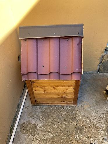 pişik cirmaglama taxtasi: Taxta it evi və Pekiness cinsli it satılır endirim olunacaq!. - — 5