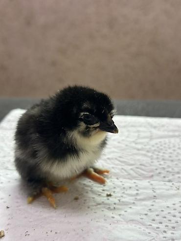 Куры, петухи: Продаю | Цыплята | Домашняя | Для разведения — 8