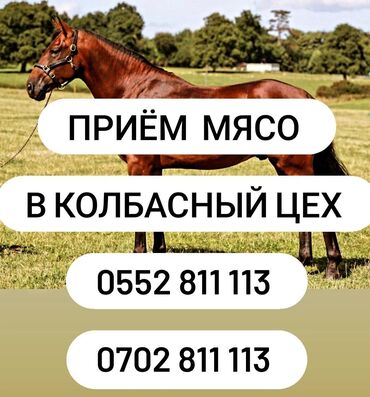 на ферме есть куры козлы и коровы: Сатып алам | Уйлар, букалар, Жылкылар, аттар, Кочкорлор, койлор | Бардык шартта, Союлган, Союуга, этке
