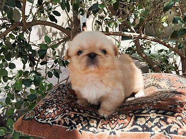 İtlər: Pekines — 12