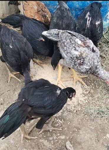 Tulumlar: Toyuq cücələri, Damazlıq, Rayonlara çatdırılma