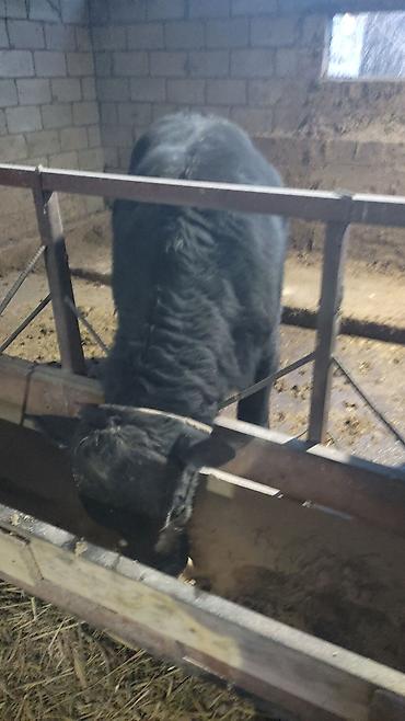 Коровы, быки: Продаю | Бык (самец) | На откорм | Привязанные — 5