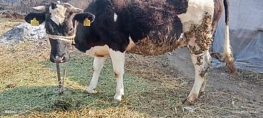 Коровы, быки: Продаю | Тёлка | Для разведения | Нетель — 10